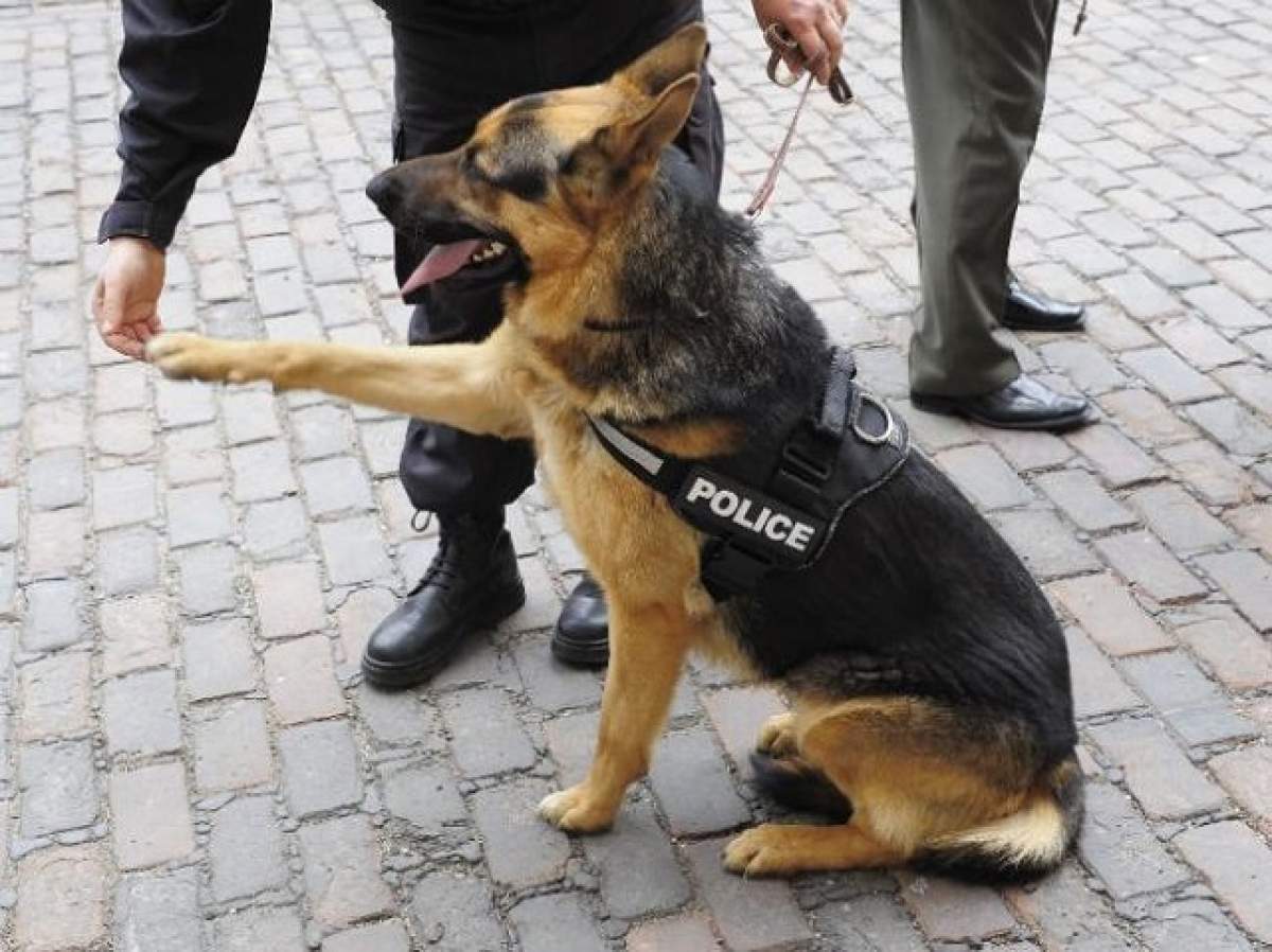 Un câine polițist a devenit erou la Saint - Denis! Patrupedul a murit salvându-și stăpânul