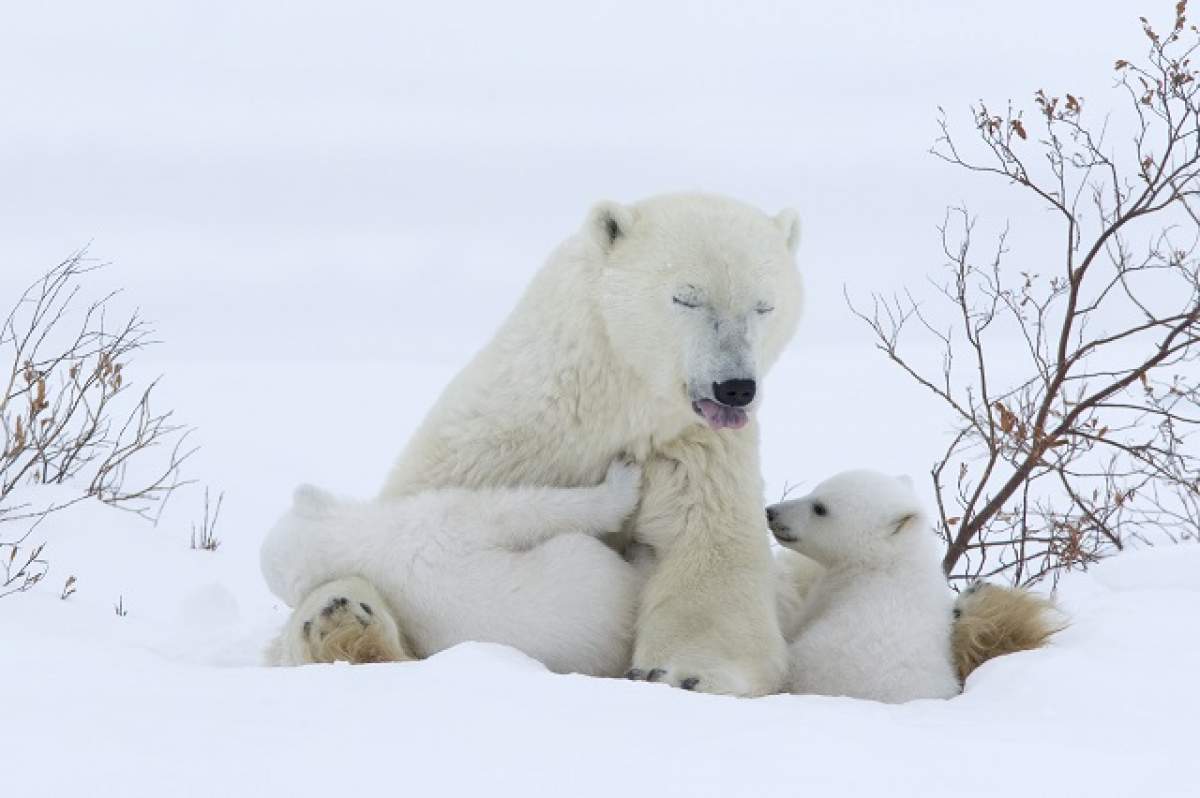 ÎNTREBAREA ZILEI - DUMINICĂ: Ce culoare are pielea ursului polar? Nu, nu e albă!
