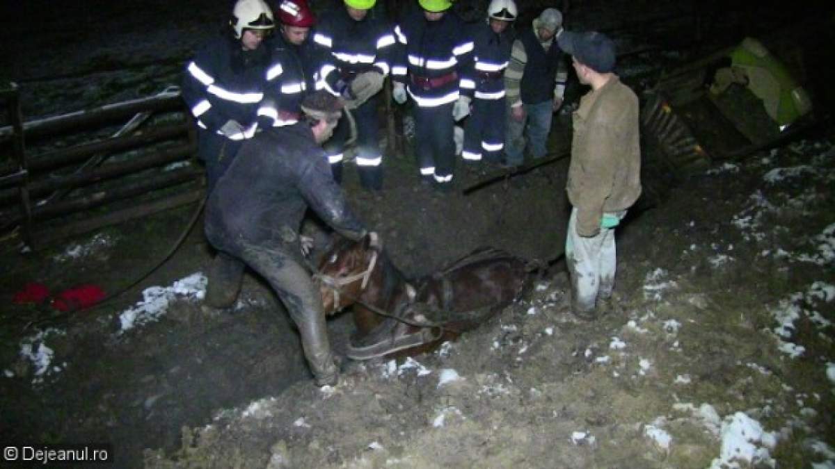 VIDEO / Un căruţaş s-a răsturnat cu căruţa şi calul într-un şanţ plin cu noroi. Imagini care-ţi dau fiori