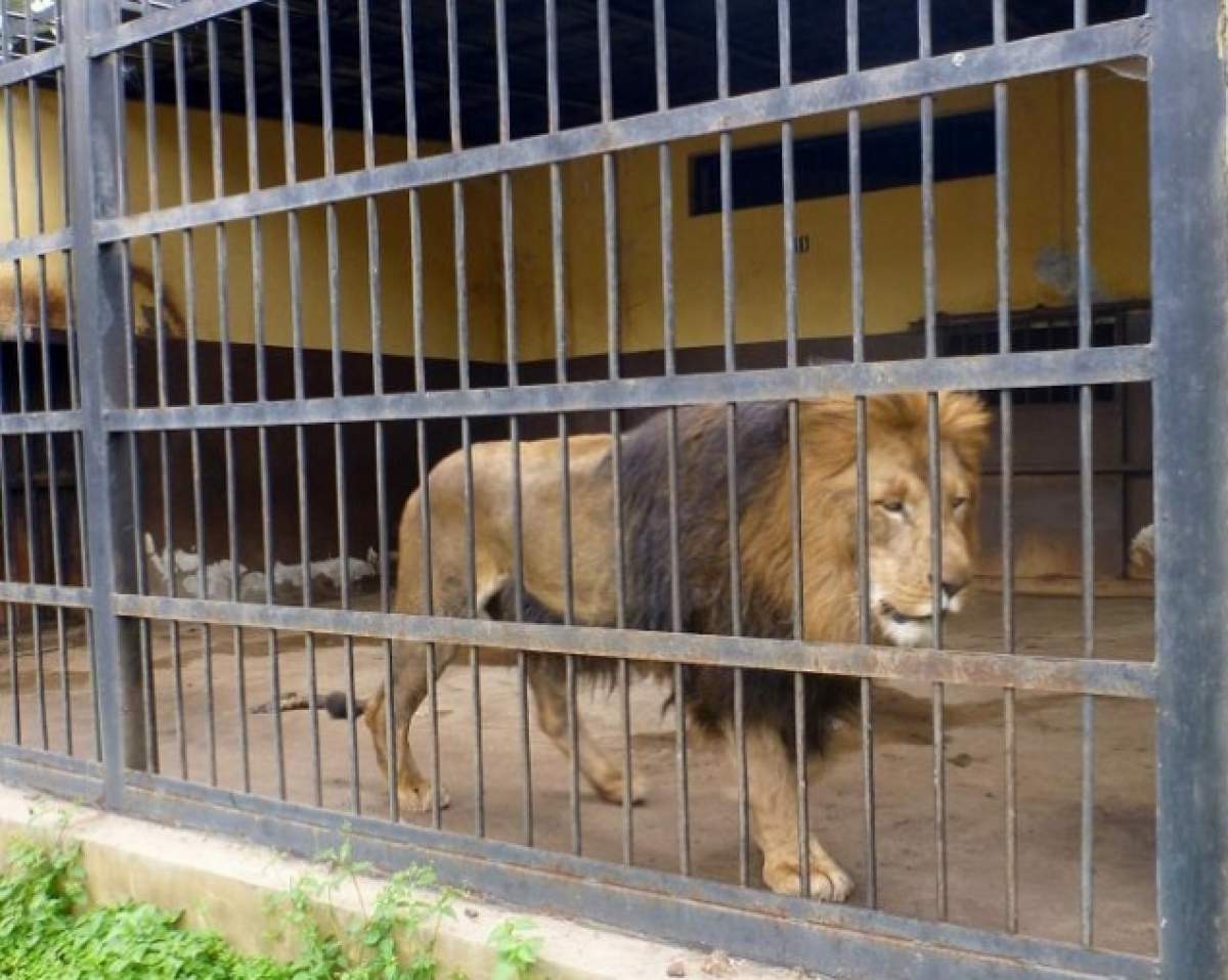 Răsturnare incredibilă de situaţie în cazul femeii care a fost muşcată de leul unui executor celebru!