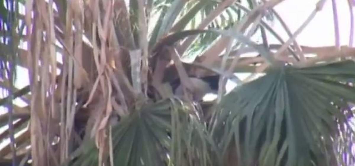 VIDEO EMOŢIONANT! O pisică a fost salvată după ce a petrecut 2 săptămâni în vârful unui palmier!
