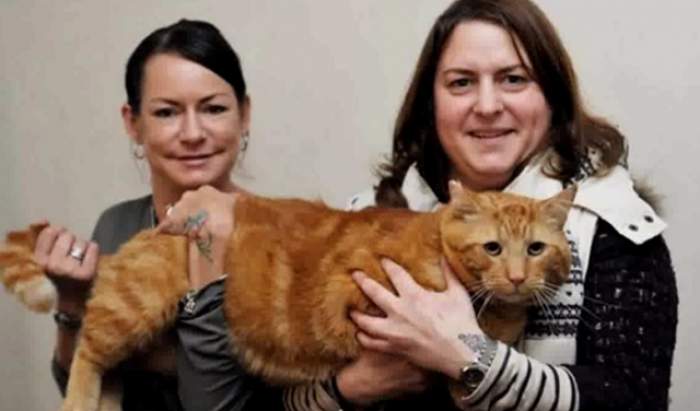 FOTO / Ea este cea mai mare pisică din Marea Britanie! E dependentă de hamburgeri şi cântăreşte aproape zece kilograme