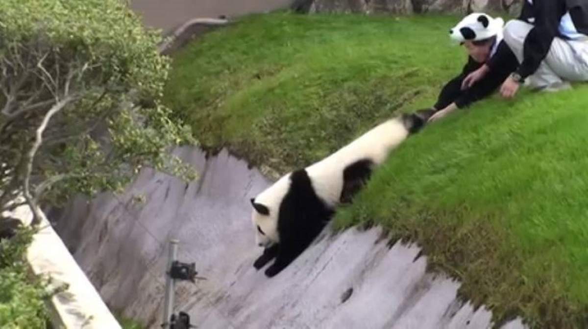 VIDEO / Aventurile unui ursuleț panda. A încercat să evadeze, dar a fost adus imediat înapoi