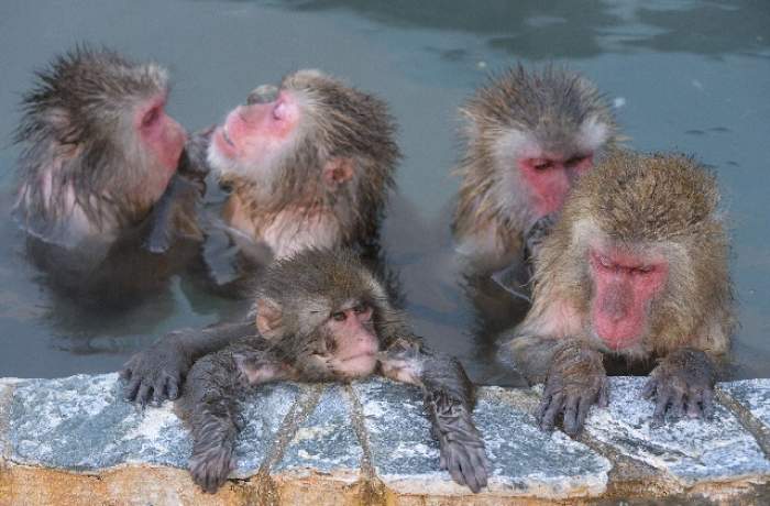 FOTO / Așa arată relaxarea totală. Mai multe maimuțe au făcut spectacol la Zoo