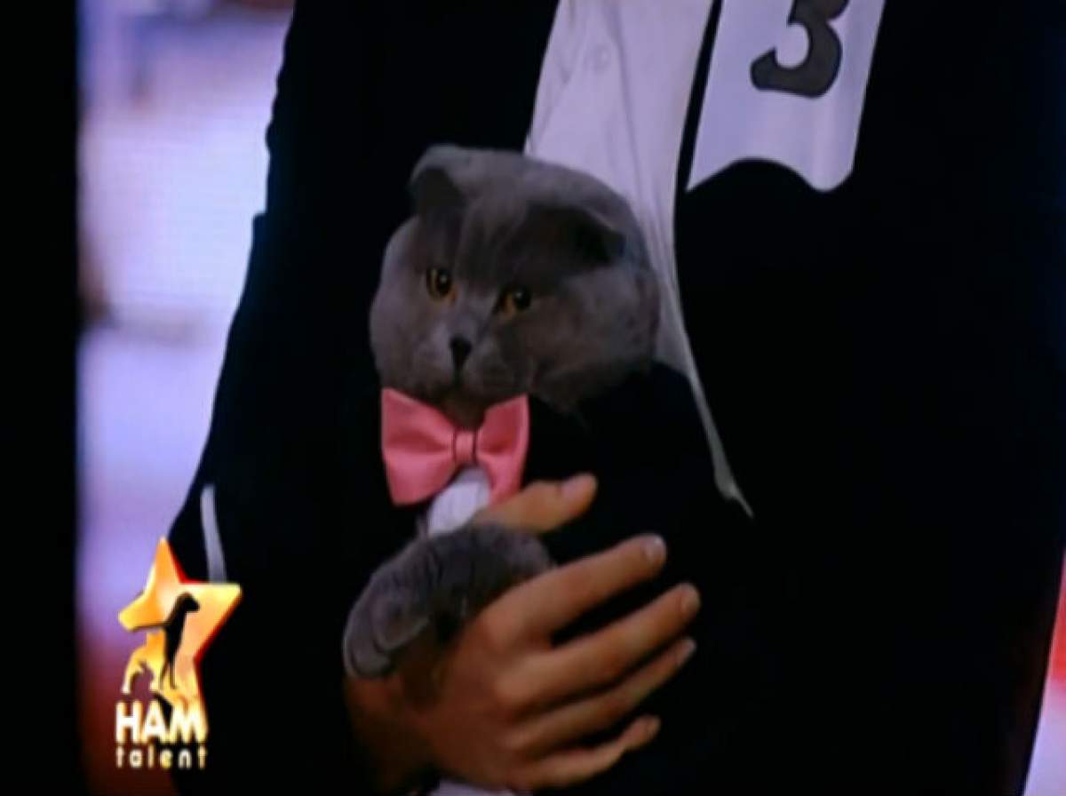 VIDEO /  Bossulică, singura pisică din România cu loc de munca și cu secretară, se califică în finala ”Ham Talent”