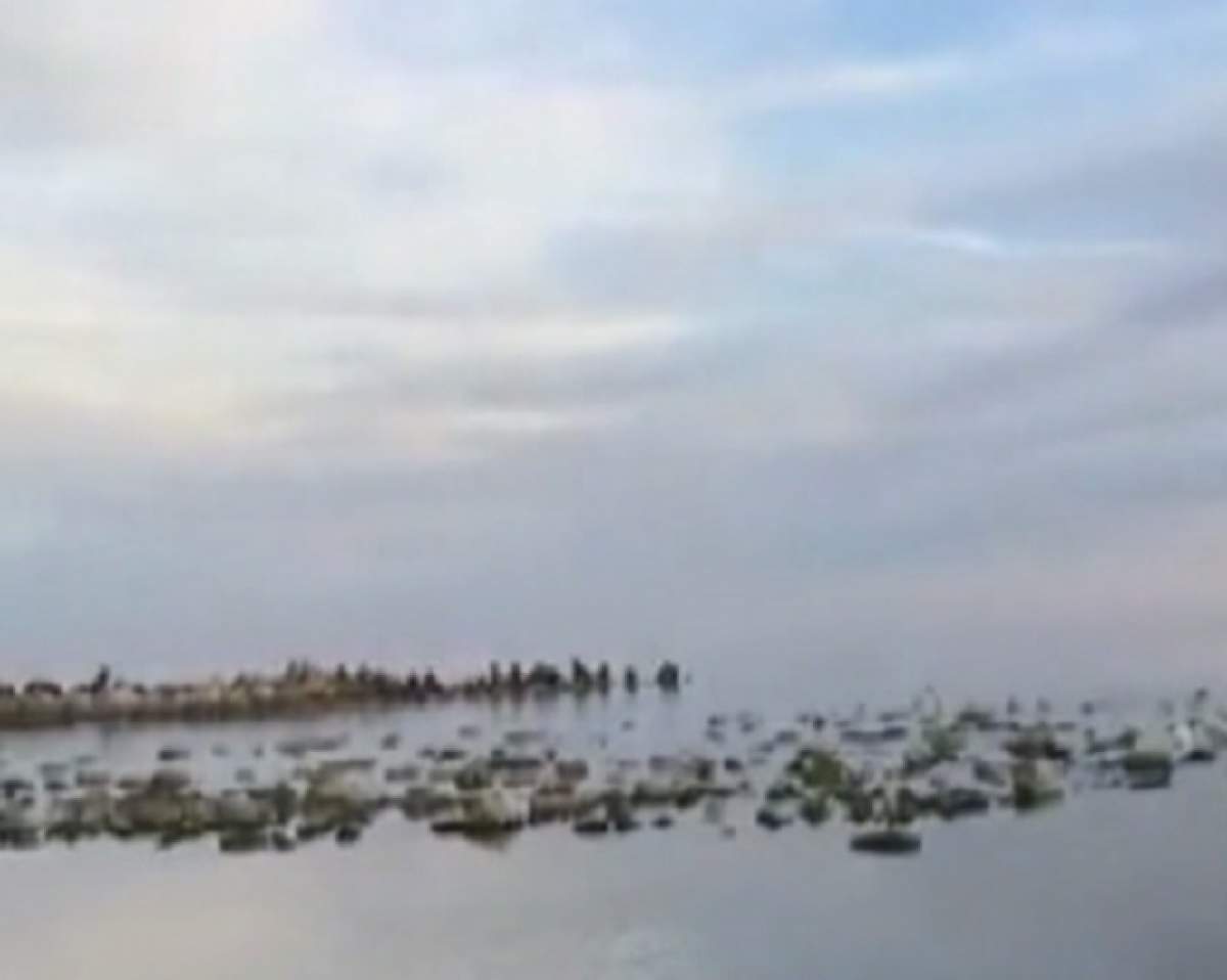 VIDEO / Apariţie neaşteptată imediat după Crăciun pe apele Mării Negre! Oamenii s-au înghesuit să facă poze