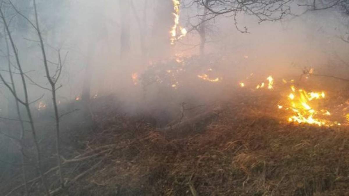 VIDEO / Incendiu DEVASTATOR într-o pădure din judeţul Buzău! Focul încă nu a fost stins