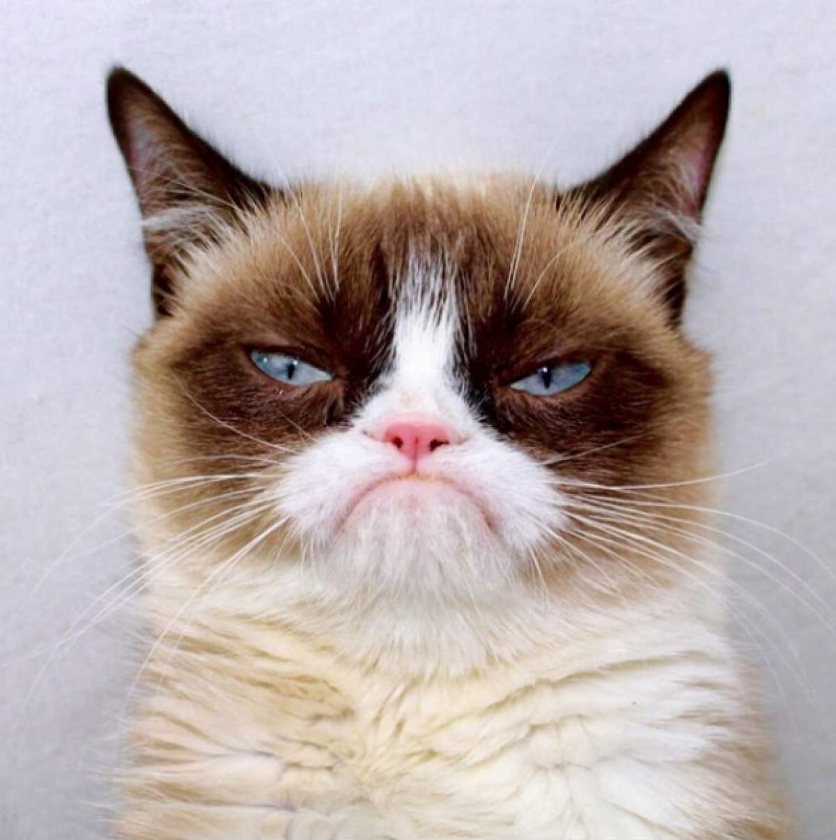 VIDEO / Grumpy Cat te scapă de gândurile negre şi te face fericit! În câteva minute eşti un alt om