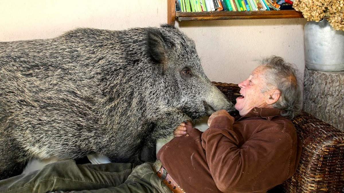 VIDEO / O familie trăiește cu un porc în casă. Gesturile animalului te vor șoca