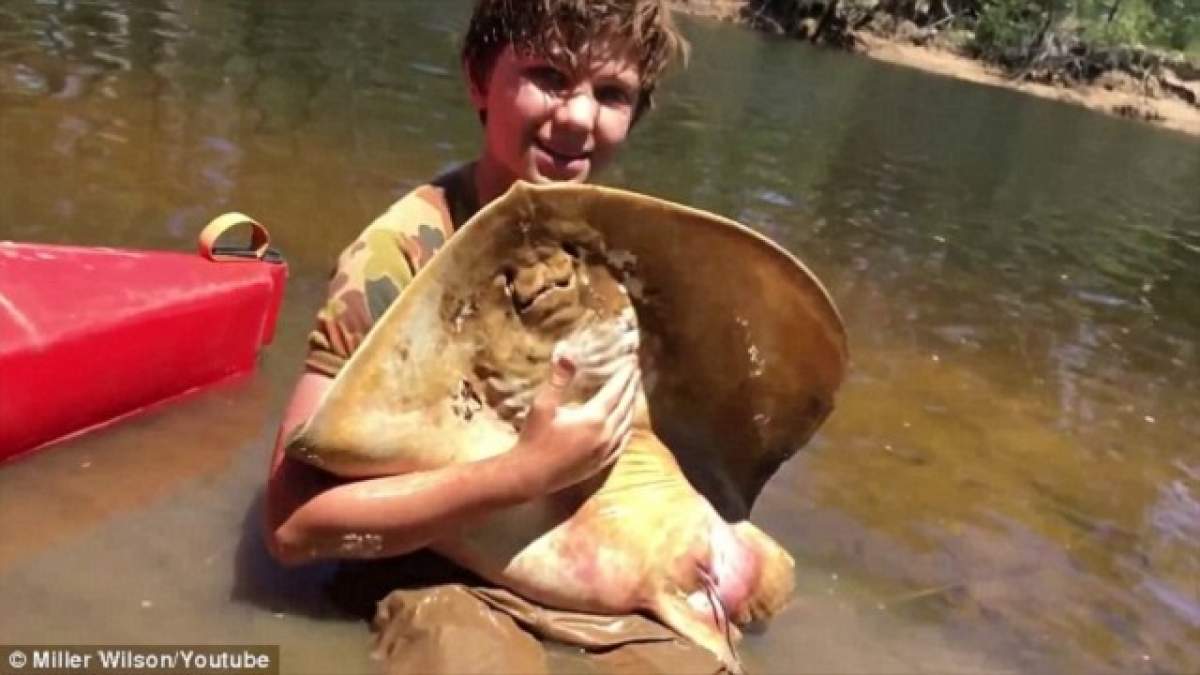 VIDEO / Ce curajos! Un băiat de 12 ani a ajutat o pisică de mare să aducă pe lume 12 pui
