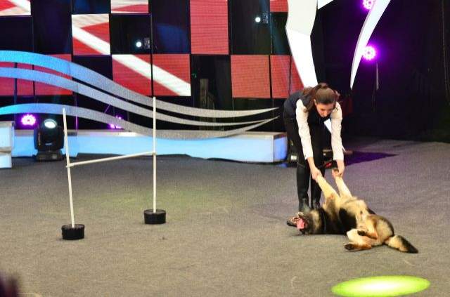 Surprize pentru telespectatorii de la ”Ham Talent”. Din această săptămână, pot vedea animalele favorite de două ori pe săptămână