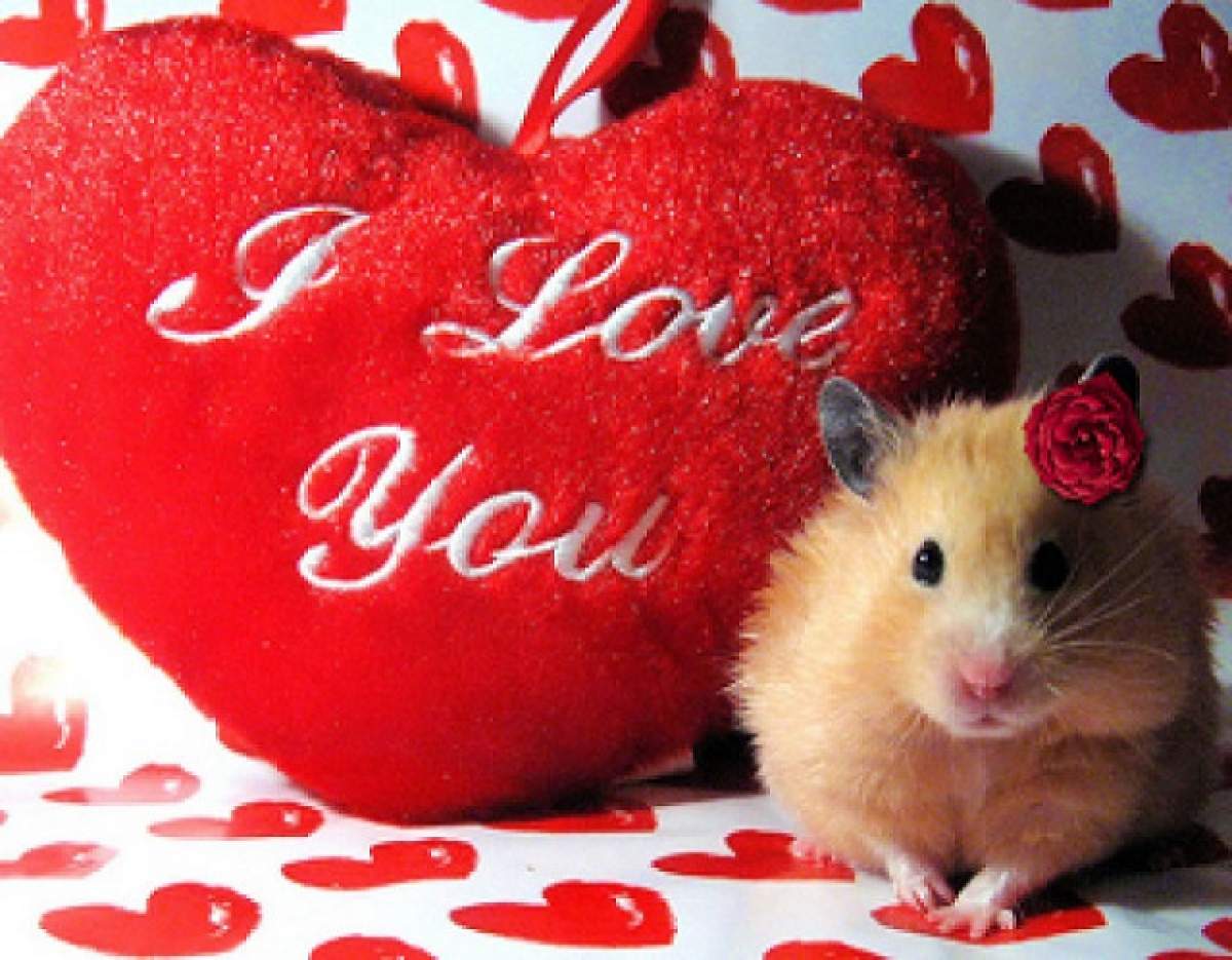 Cele mai amuzante şi mai romantice mesaje de Valentine’s Day