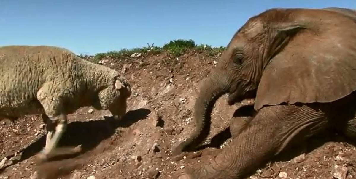 VIDEO / Râzi cu lacrimi! Cum arată prietenia între animalele total diferite