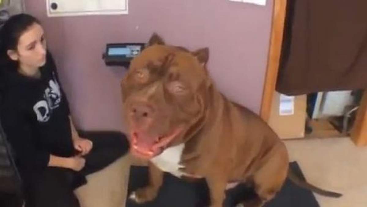 VIDEO / Ăsta nu mai e căţel, e... VIŢEL! Faceţi cunoştinţă cu HULK, cel mai mare pitbull din lume!