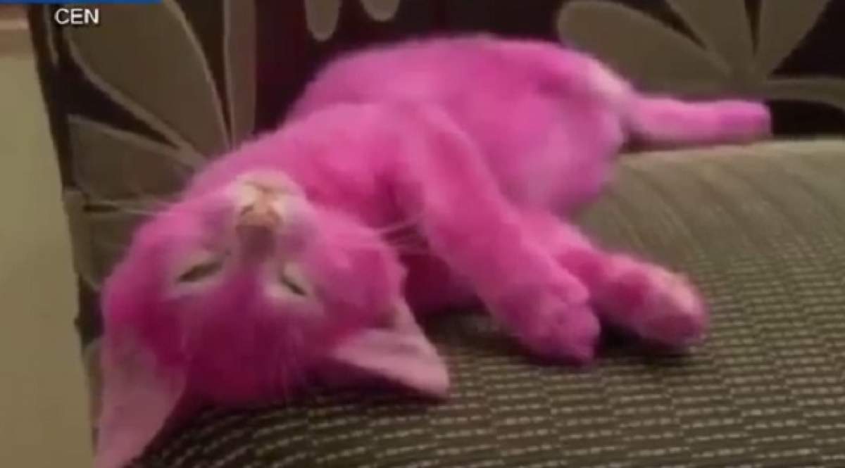 VIDEO / Şi-a vopsit pisica şi ce a urmat a revoltat o lume întreagă! Ce pedeapsă merită?