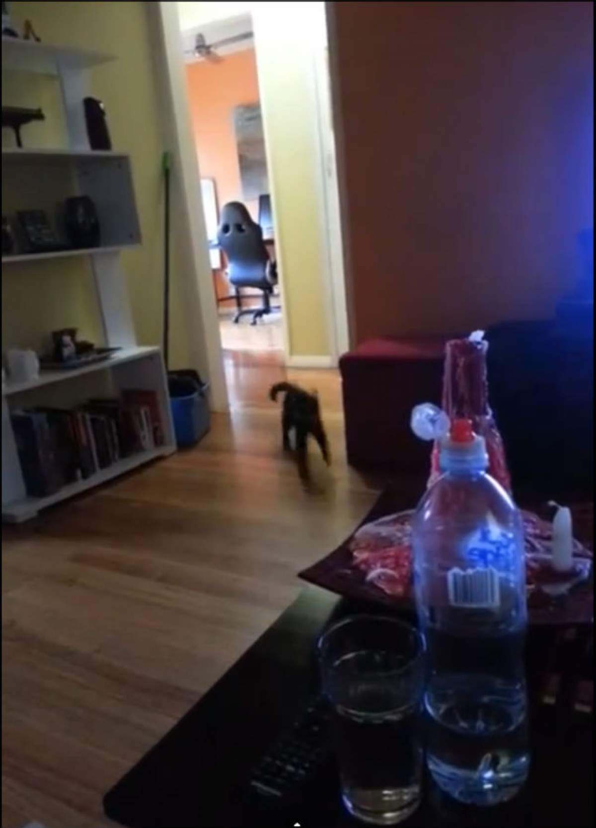 VIDEO / Pisica asta clar a fost câine într-o altă viaţă! Uite ce mult îi place să facă aport!