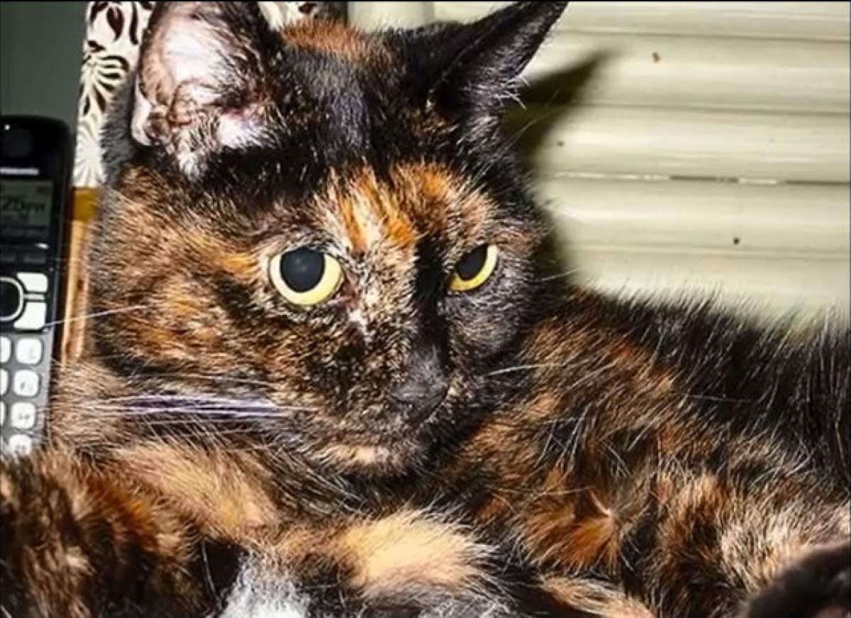 VIDEO / Ea este cea mai bătrână pisică din lume! Tiffany Two a împlinit 27 de ani