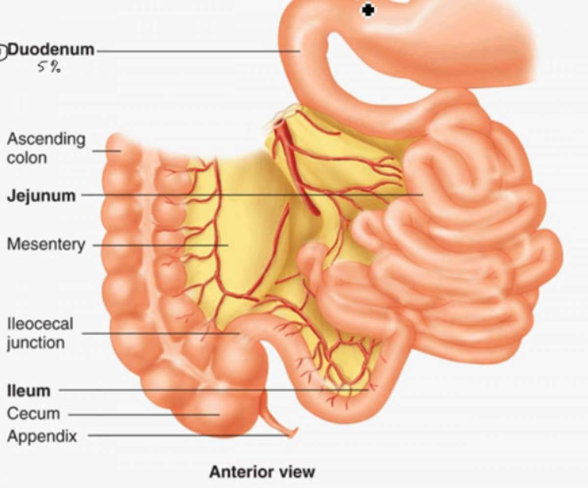 Cură detoxifiantă pentru intestine! Cum te ajută apa sărată să scapi de toxinele din corp