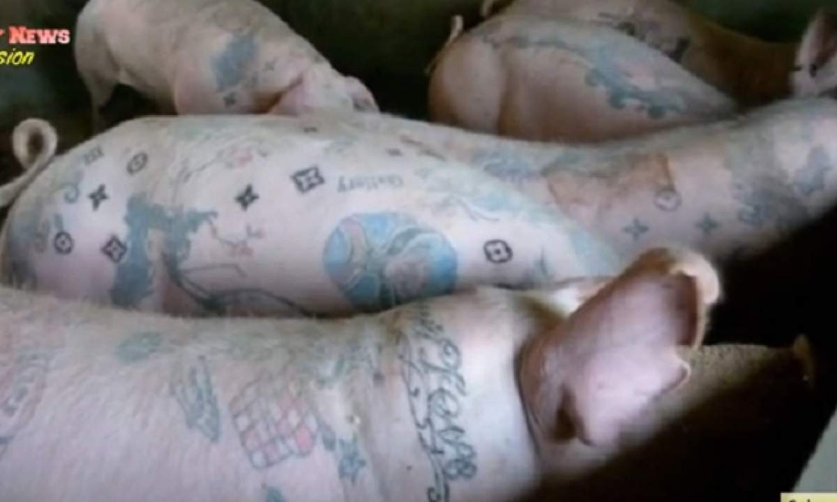VIDEO / Incredibil! Porci tatuaţi cu personaje Disney, vânduţi cu 70.000 de euro