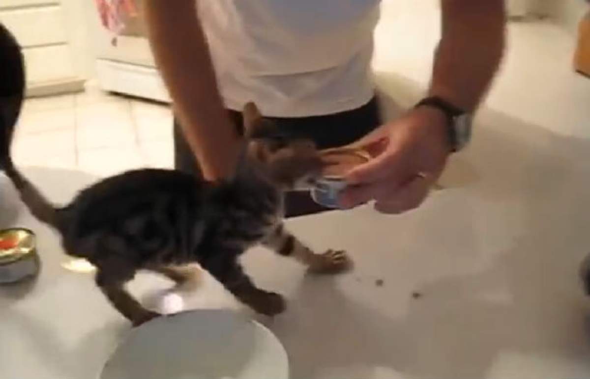 VIDEO / Ea e cea mai războinică pisicuţă atunci când vine vorba de mâncare