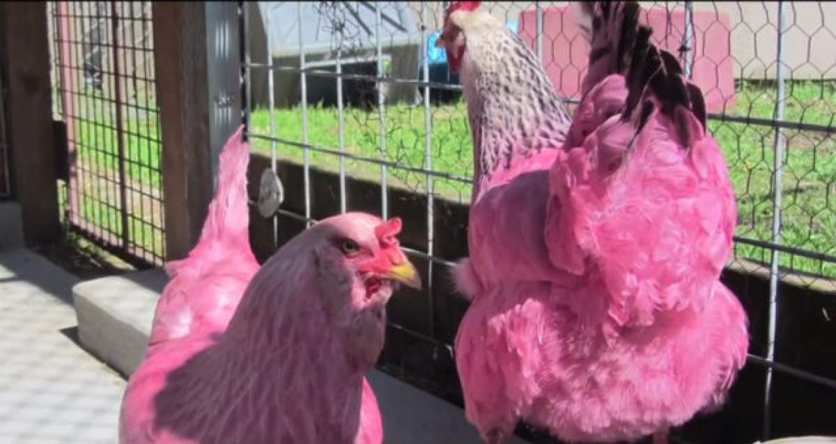 VIDEO / Incredibil! Două găini ROZ au speriat America