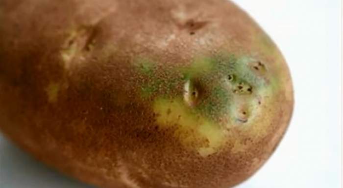 ÎNTREBAREA ZILEI: DUMINICĂ - De ce este periculos să mănânci cartofi verzi?