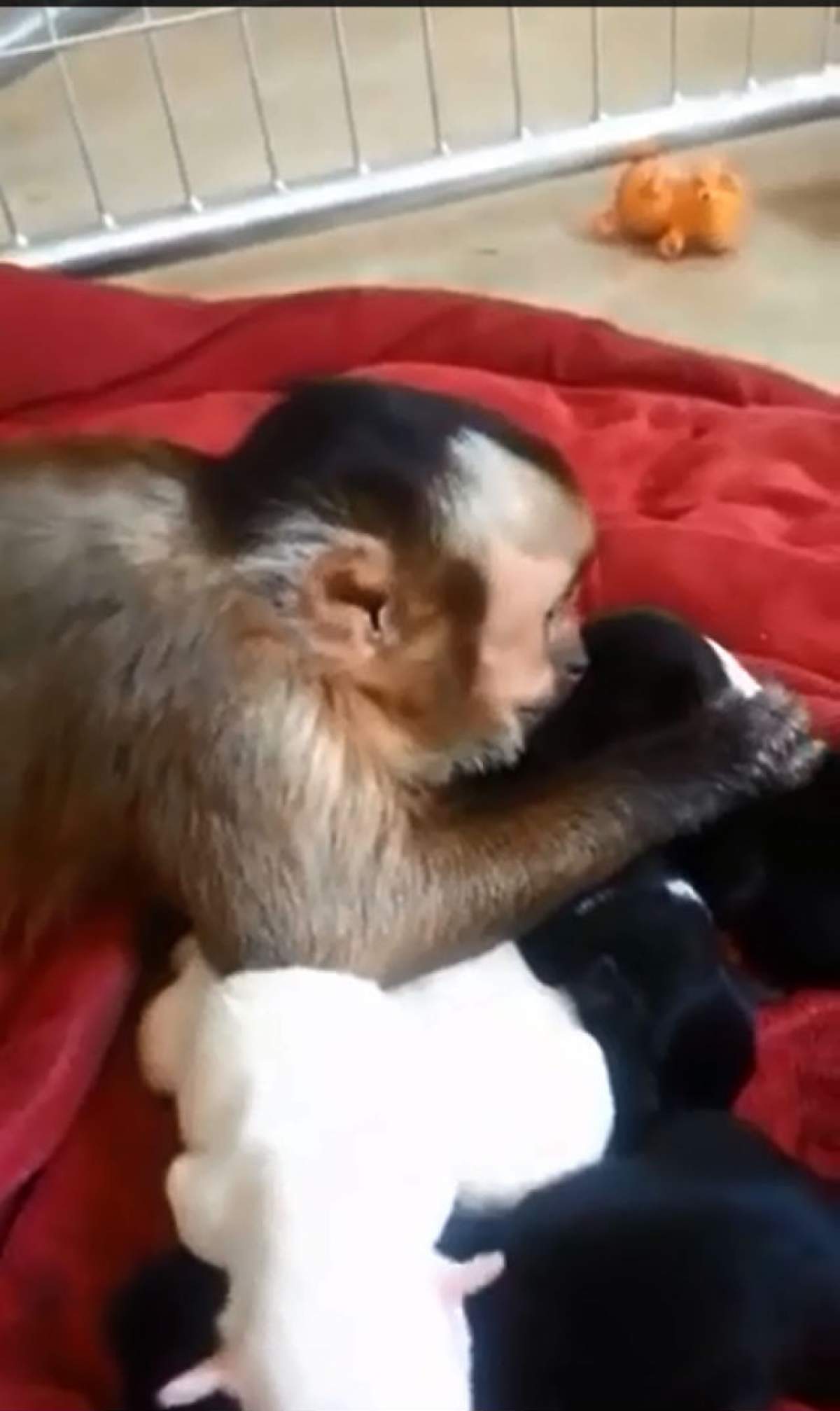 VIDEO / Acest clip îţi va însenina ziua! O maimuţică este extrem de drăgăstoasă cu puişorii celei mai bune prietene