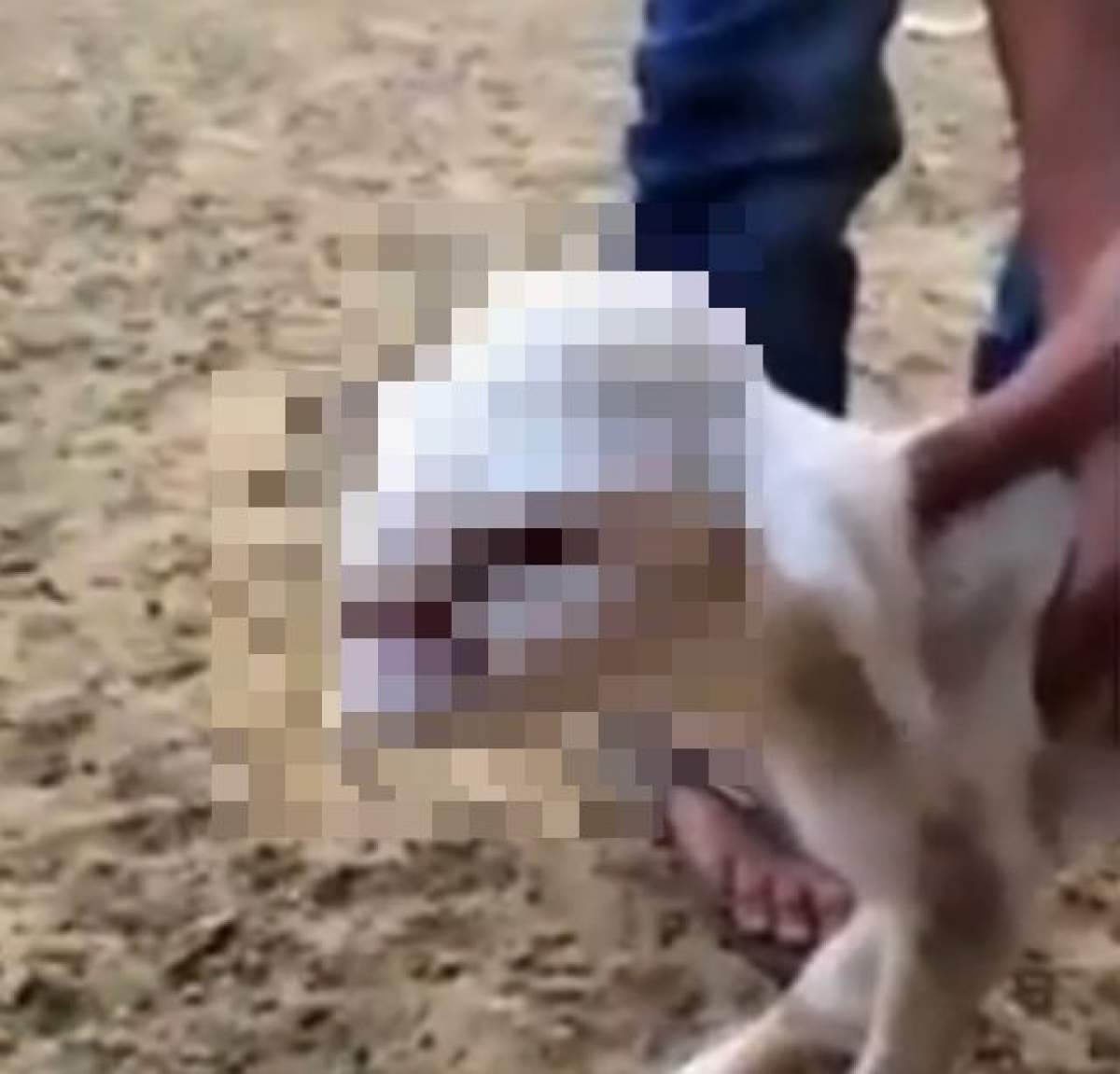 VIDEO / Şocant! S-a născut mielul cu faţă de om! Cum arată animalul care a băgat spaima în creştini