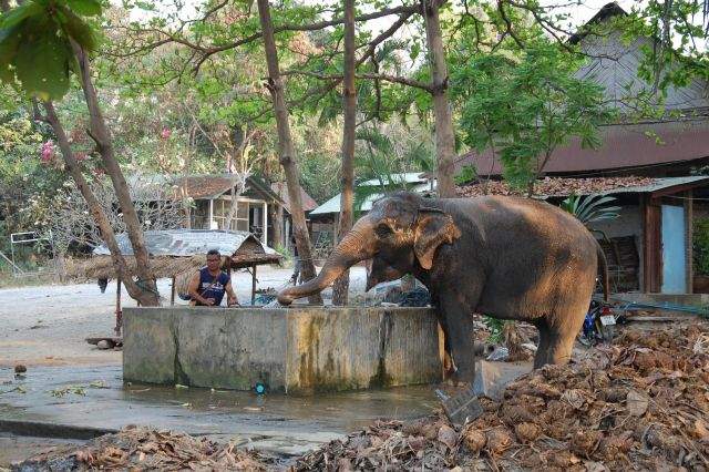 FOTO / Cu cine a dat nas în nas Radu Vâlcan în Thailanda!