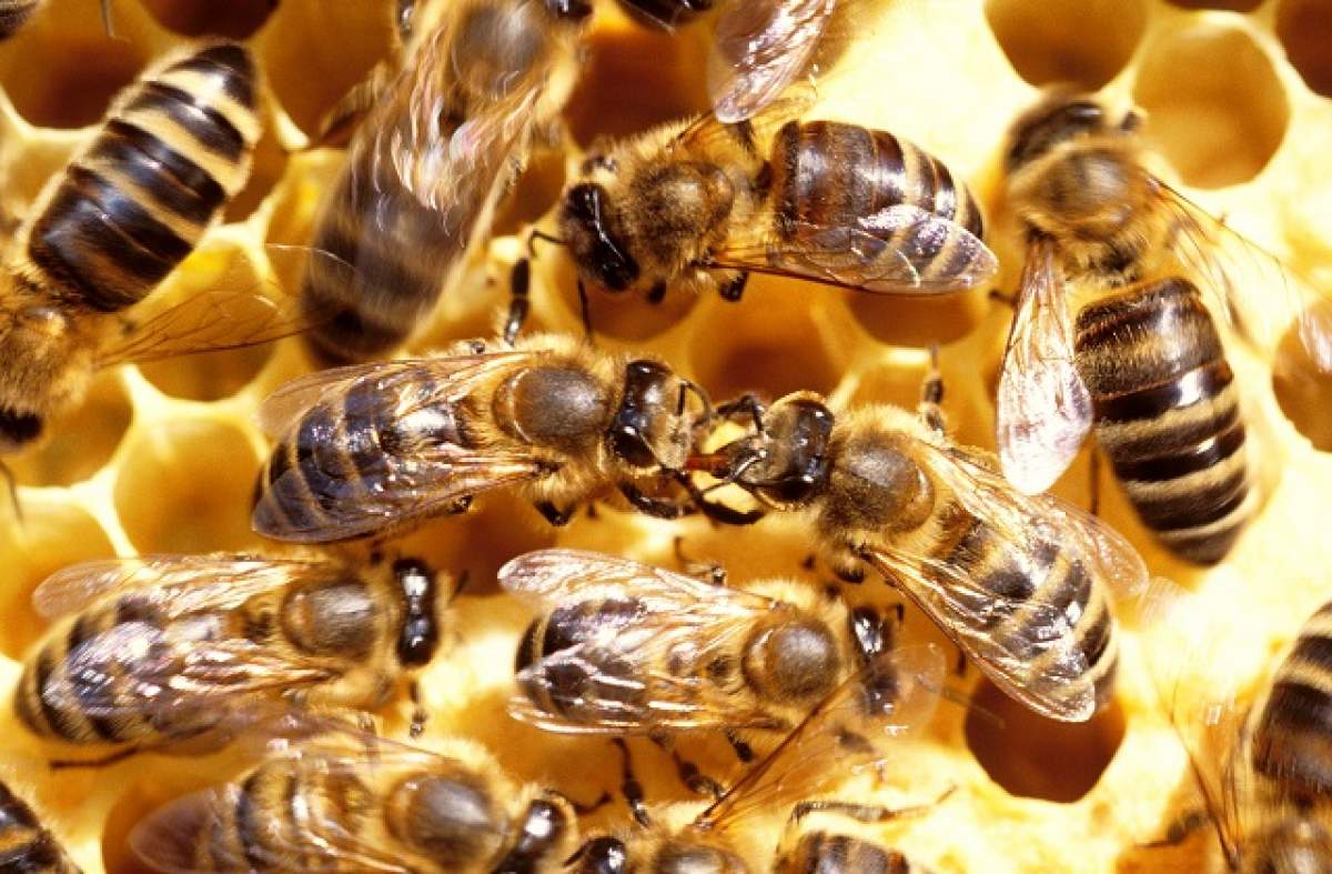 ÎNTREBAREA ZILEI: LUNI - Ce faci când te înţeapă o albină sau o viespe?