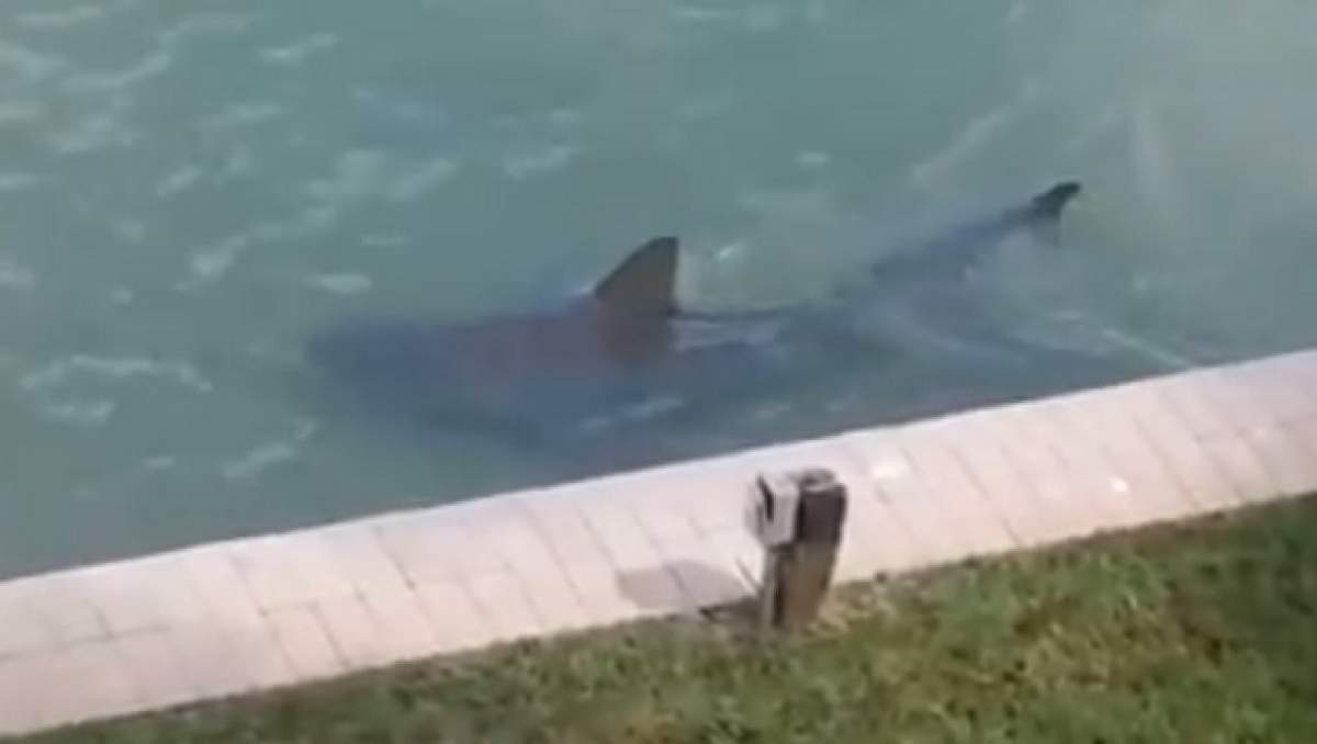 VIDEO / Caz TERIFIANT! Au găsit un rechin în piscină