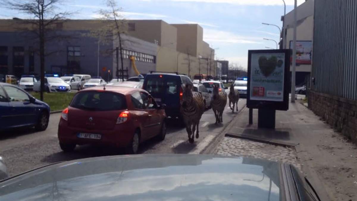 VIDEO / Imagini de senzaţie! Trei zebre libere au făcut spectacol pe străzile din Bruxelles