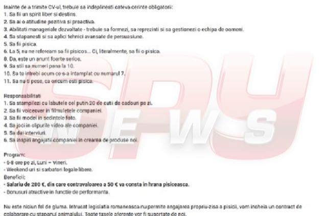 Au apărut primele oferte de muncă pentru PISICI! Felina ta poate câştiga 200 de euro pe lună