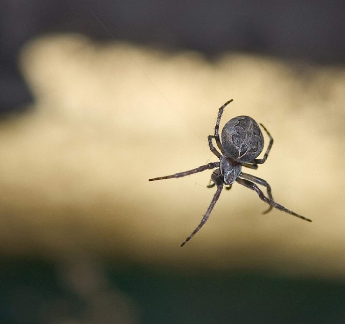 VIDEO / A vrut să strivească un păianjen uriaş, iar ce-a urmat este demn de filmele horror