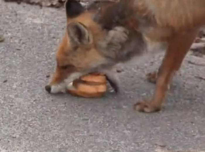 VIDEO VIRAL / N-are mâini, dar îşi pregăteşte singură un sandviş! Vulpea care a cucerit internetul