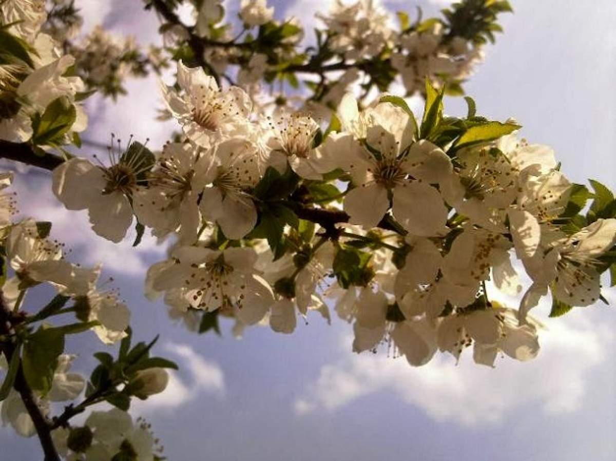 PRIMĂVARĂ sau NINSOARE? PROGNOZA METEO pentru weekend-ul de Florii