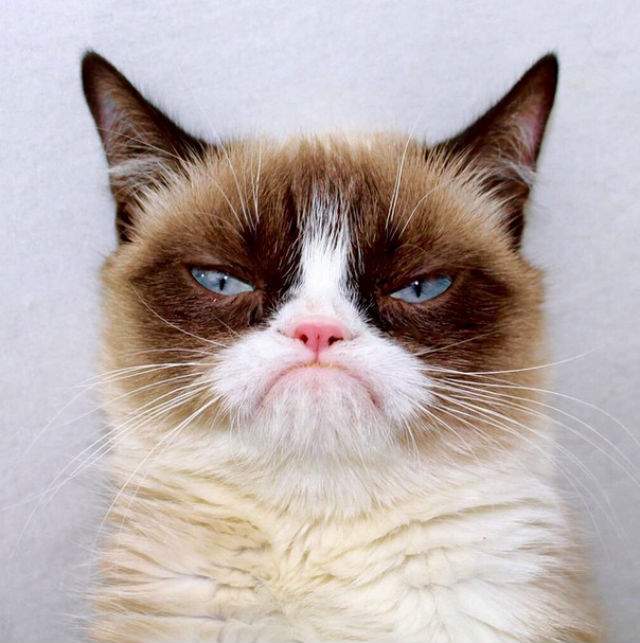 FOTO / Grumpy Cat, cea mai morocănoasă pisică din lume, "detronată" de o altă felină ursuză. Albert te "îngheaţă" cu privirea
