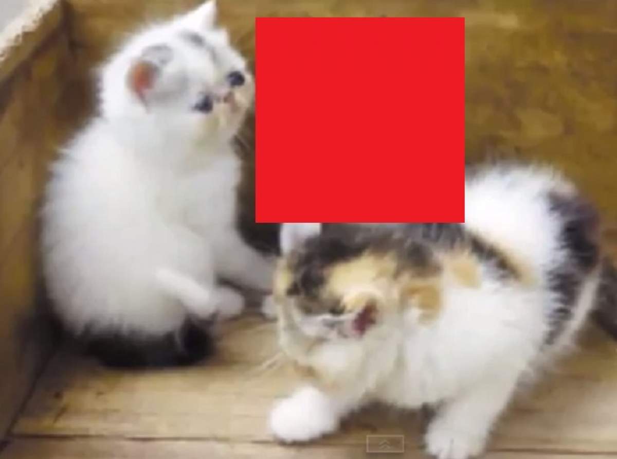 VIDEO / O felină a fătat un pui de chihuahua! Cum arată căţelul-pisică