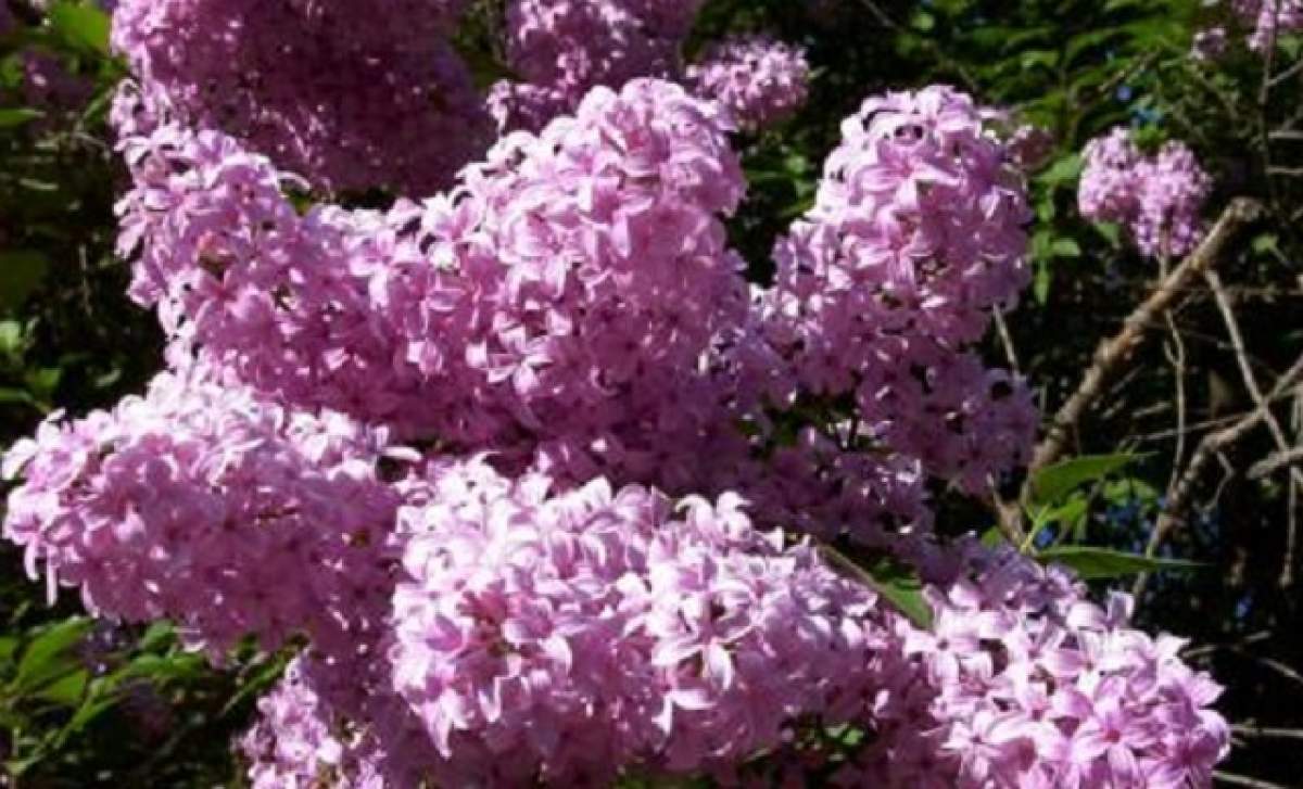 Proprietăţile miraculoase ale florilor de liliac: remediu împotriva arsurilor dar, şi pentru reumatism