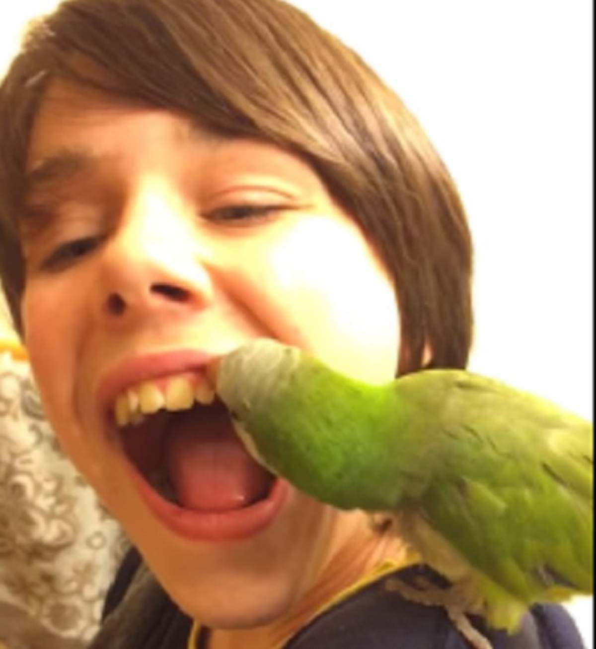 VIDEO / Hilar! Faceţi cunoştinţă cu papagalul stomatolog