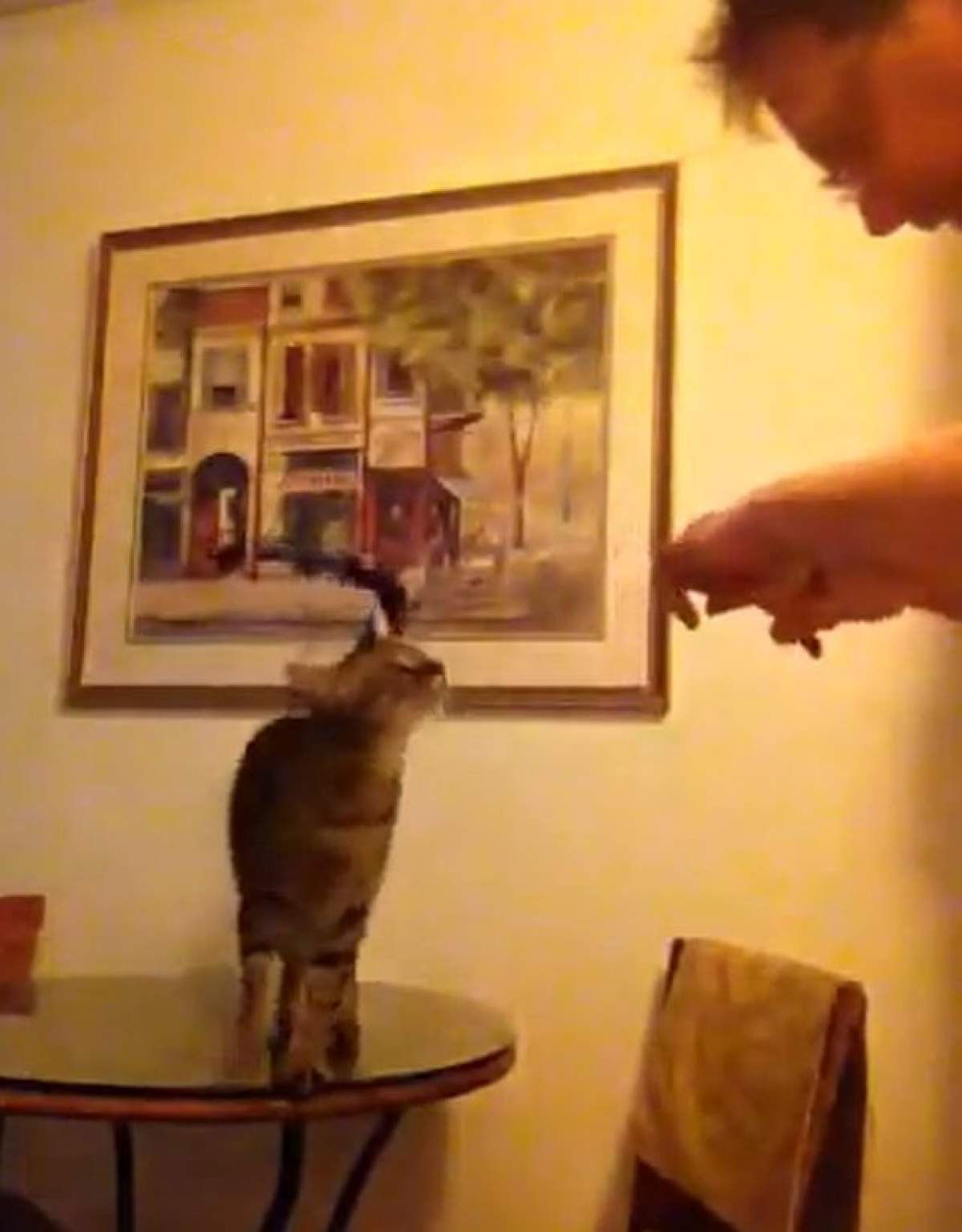 VIDEO emoţionant cu o pisică surdă care înţelege semnele surdo-muţilor
