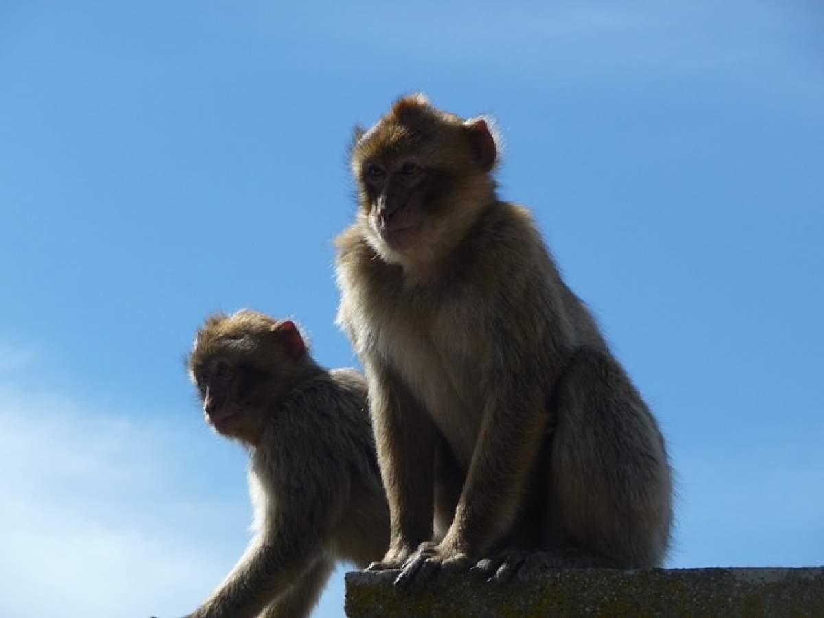 O turistă a fost hărţuită sexual de maimuţe! I-au smuls sutienul şi au pipăit-o