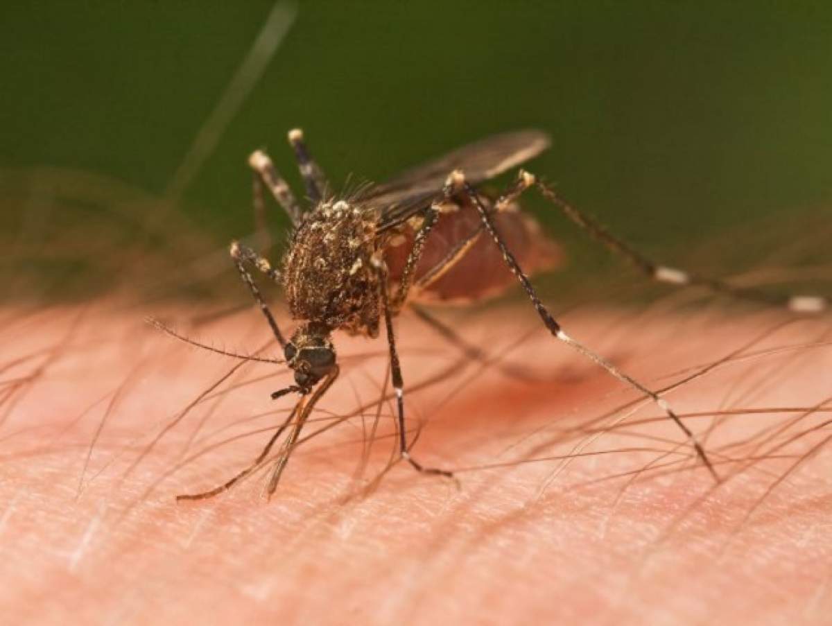 ÎNTREBAREA ZILEI - LUNI: De ce unii oameni sunt muşcaţi mai des de ţânţari?