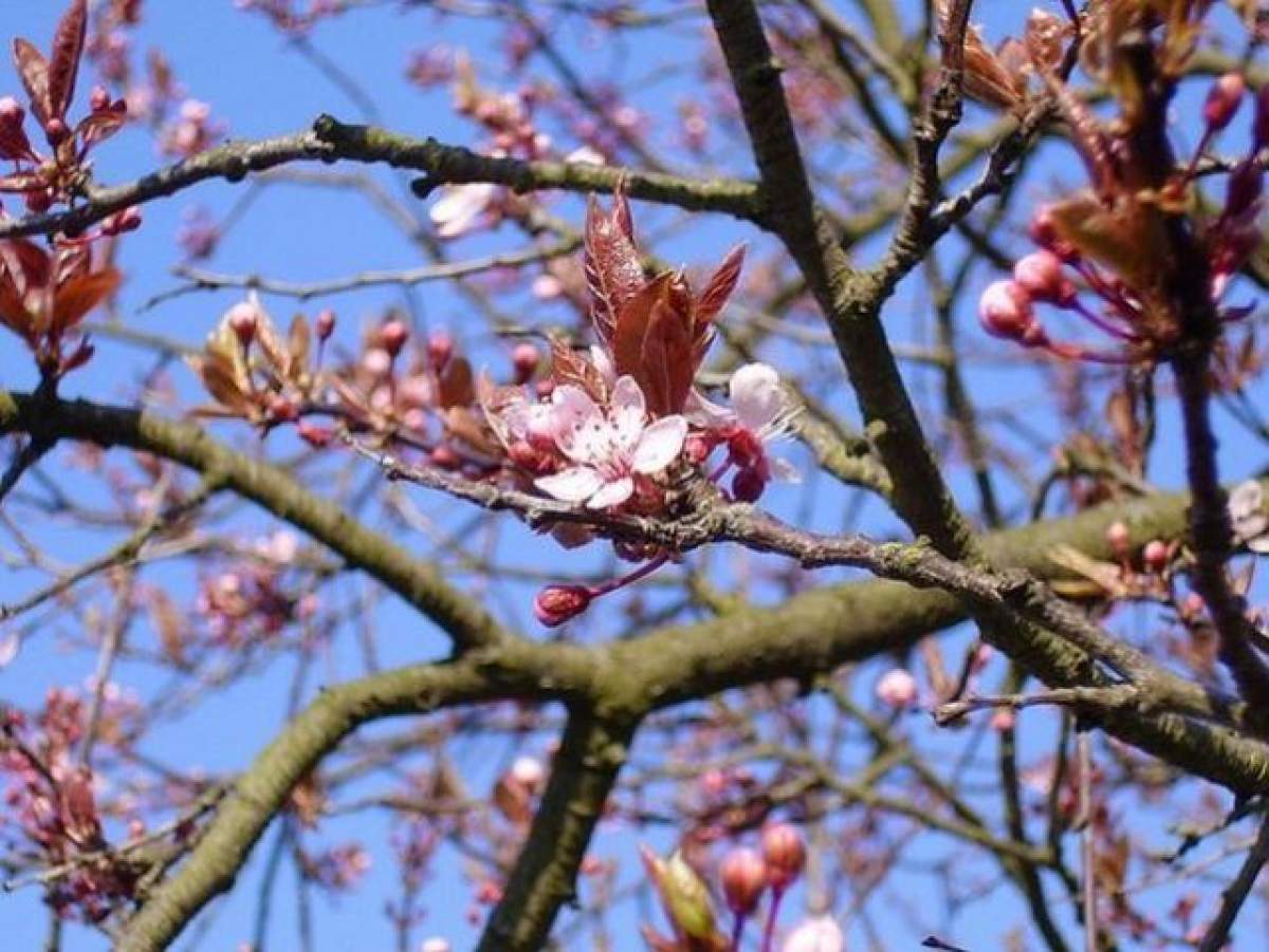 Val de căldură în următoarele zile în România! Temperaturi de peste 30 de grade!
