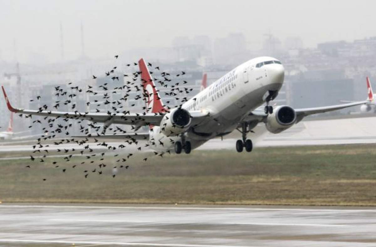 INCREDIBIL! Cum arată botul unui AVION după ce "a pupat", în zbor, o PASĂRE