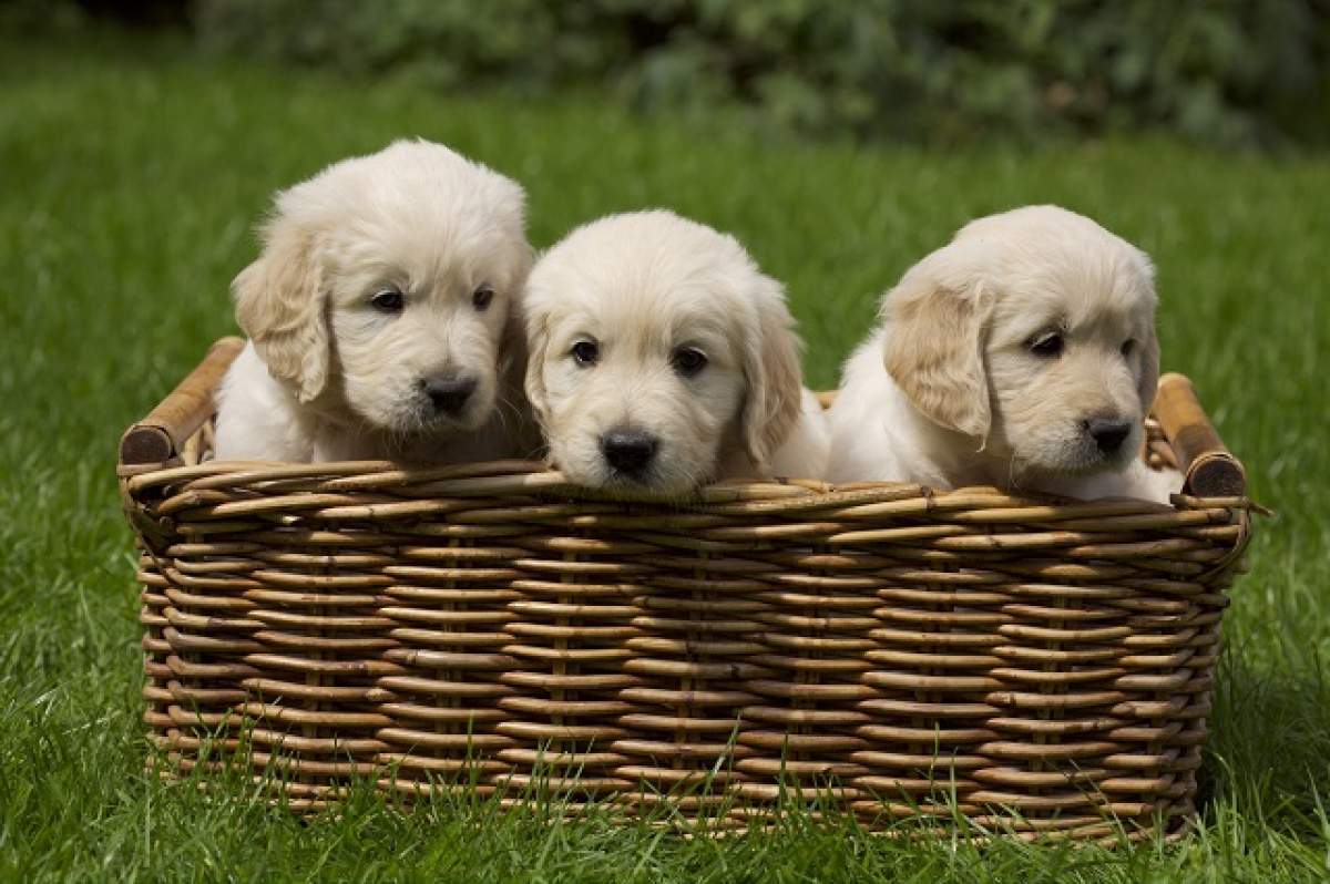 Au apărut câinii pătraţi! Un magazin din România a inventat o nouă rasă canină
