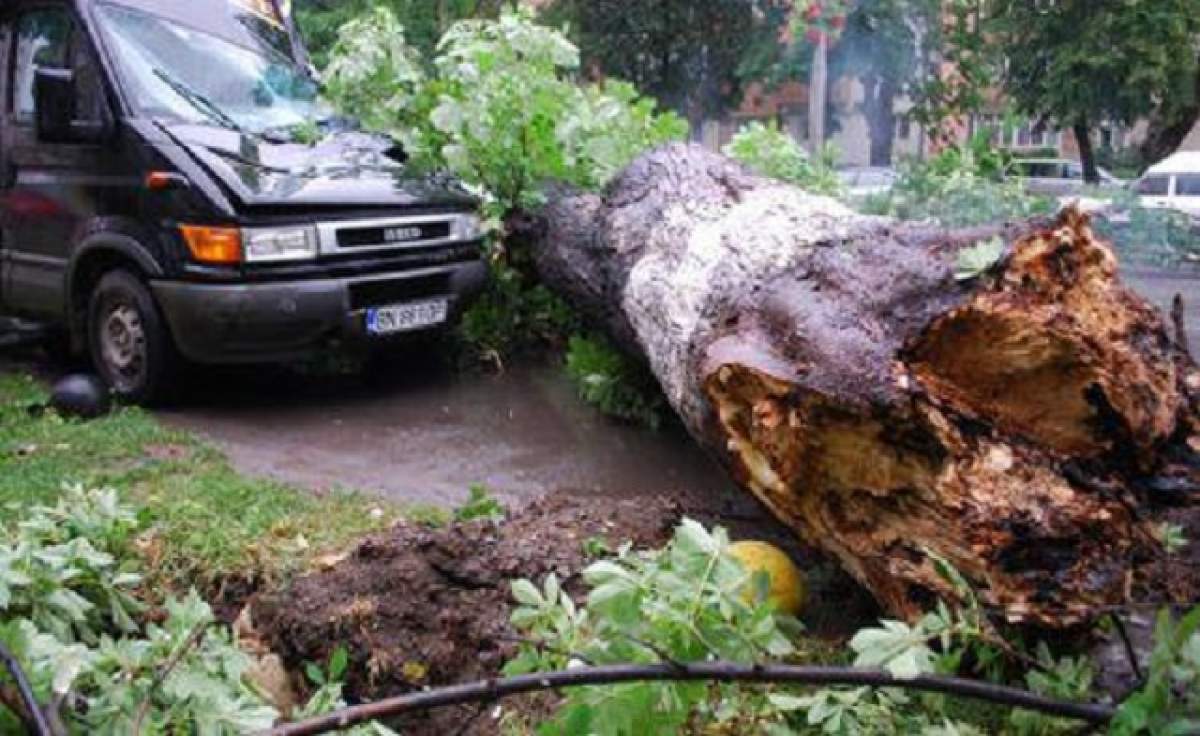 Cinci maşini avariate şi 11 copaci doborâţi, în urma furtunii din Bucureşti