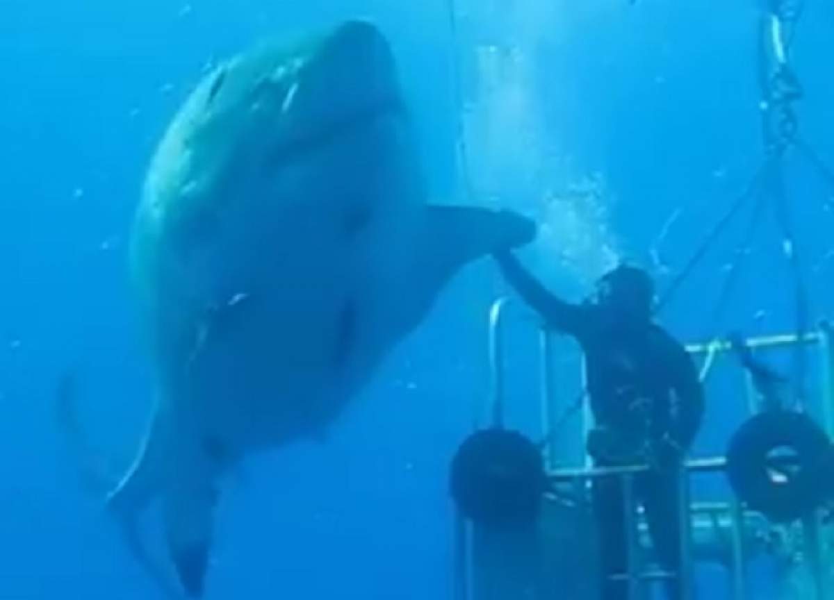 VIDEO / Imagini care îţi îngheaţă sângele! Aşa arată cel mai mare rechin surprins vreodată cu o cameră video