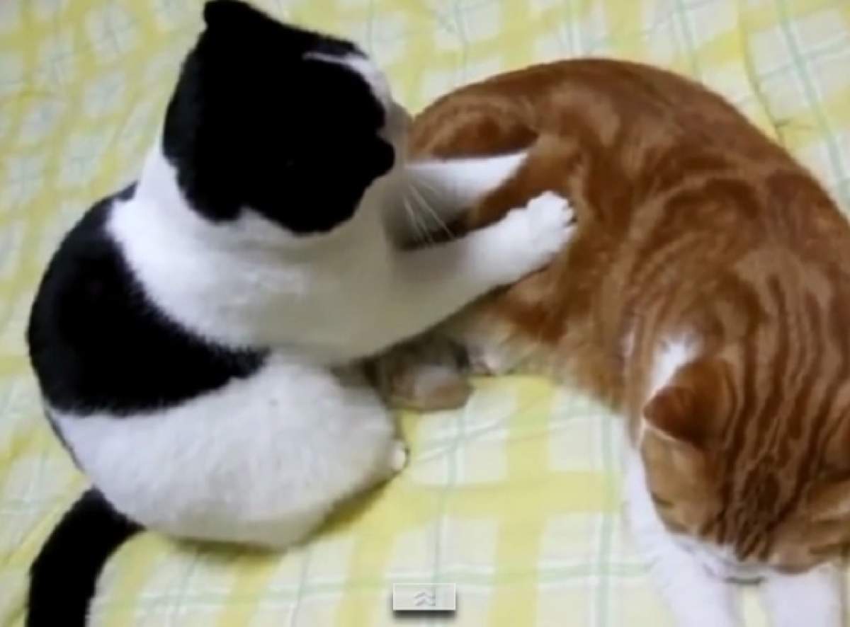 VIDEO / De ce este bine să ne uităm pe internet la videoclipuri cu pisici! Iată ce beneficii de sănătate putem avea