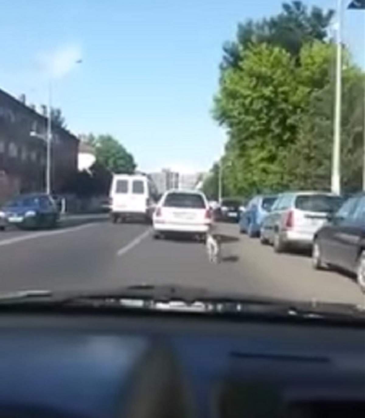 VIDEO / Câtă cruzime! Ce pedeapsă riscă un şofer care şi-a legat câinele de maşină şi l-a "plimbat" prin traficul infernal